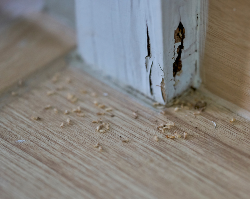termite-infestation-damage