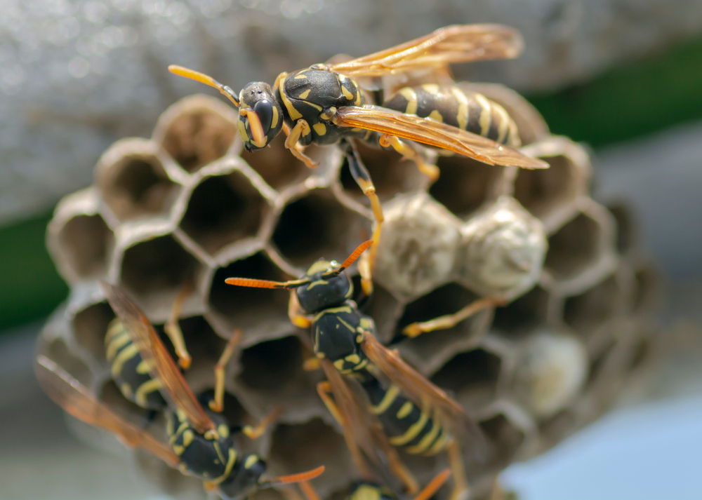 Wasp-removal